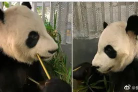 英媒：旅加大熊猫因吃不饱提前回国图片