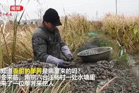 视频｜香甜荸荠泥塘来，你知道如何挖出吗？图片