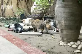小区流浪猫“泛滥成灾”100多名业主众筹为它们绝育图片