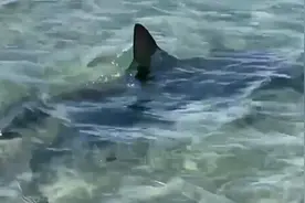 澳一家庭在海上遇锤头鲨群 在半米深的浅海与人亲密接触图片