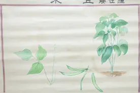 浙大老教授捐出200多幅农作物挂画，有些菜现在已经看不到了图片
