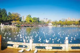 早晨7点 市民可入大观公园观鸥图片