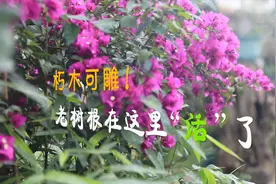 朽木可雕！老树根在这里“活”了视频封面