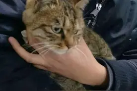 山西斩断一跨省盗猫贩猫链条 数百“喵星人”坐等“铲屎官”图片