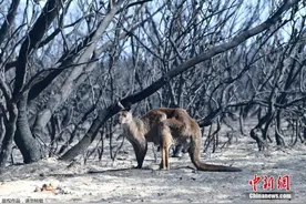 大火持续数周！澳世界自然遗产弗雷泽岛近半土地被烧图片
