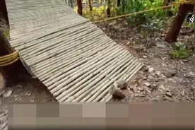印度在丛林中建造27米长生态桥供爬行动物穿越马路图片