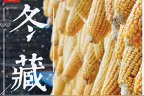 时令之冬藏图片