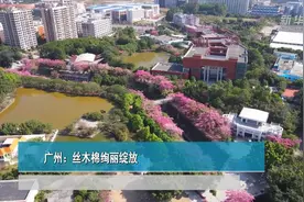 广州：丝木棉绚丽绽放视频封面