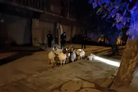 凌晨2点的公路上 来了一群散步的山羊图片