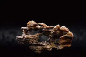 “石不能言｜石非石”：赏石精品首次集结上海艺博会图片