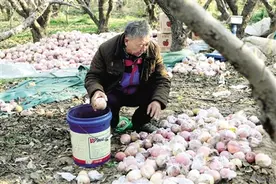 4万斤苹果着急卖 盼您伸援手图片
