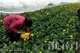 扶贫鲜花开正艳 产业带动幸福来图片