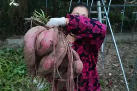 巨无霸！杭州男子自家田里一铲子下去，竟挖出了“奇物”图片