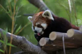小熊猫图片