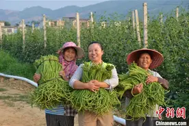 广西古城村第一书记带女儿驻村扶贫 发展螺蛳粉原料助增收图片