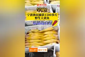 请渔民朋友手下留情，不要抄了野生大黄鱼的老窝！浙江海洋大学研究团队呼吁：给它5-10年的时间，休养生息，王者归来图片