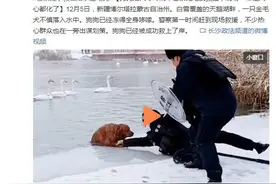 狗狗落入寒冷湖中警察跪地式救援，现场一幕让人心都化了图片