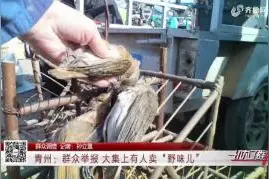 树林里放诱饵捕野鸟，村民竟在大集上公然售卖“三有保护动物”视频封面