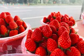 3块钱左右一颗！杭州萧山头批本地草莓上市！你尝鲜了吗？“草莓自由”还要等一段时间图片