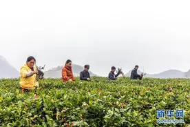 贵州立法禁止茶树种植基地使用化学除草剂图片