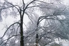 广西桂东北局地有霜冻或冰冻，电暖器价格微涨，你买好了吗？图片