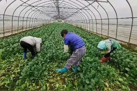 行行出状元！宝山这家蔬果合作社的菜农人均月收入过万图片
