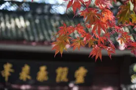 一不小心杭州“红”了！红叶的颜值巅峰来啦，跟着小时新闻去赏枫打卡吧图片