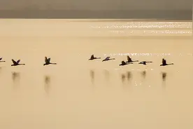 山东好景｜西伯利亚的天鹅飞临济南龙湖湿地图片