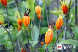 栀子花结果你见过吗？图片