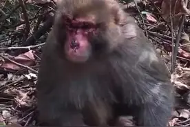 桂林七星景区猕猴被诱捕受伤？景区回应：捕猴合法，受伤与之无关图片
