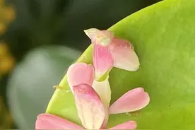 色诱猎物 西双版纳热带植物园再次出现兰花螳螂图片