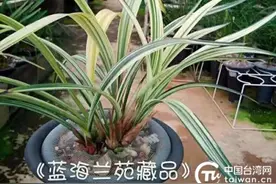 台胞洪文山：扎根玉溪，享尽诗意田园生活图片