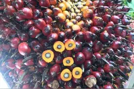 中国首个年亩产油量超过200千克的油棕品种选育成功图片