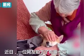 可爱！柴犬被姥姥强制捂眼睛午睡，网友：有一种困，叫姥姥觉得你困图片