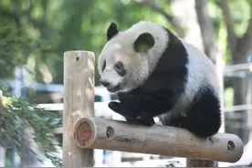 “香香”要回国了，这排面也忒大了图片