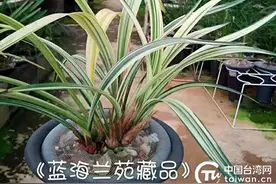 台胞洪文山：扎根玉溪，享尽诗意田园生活图片