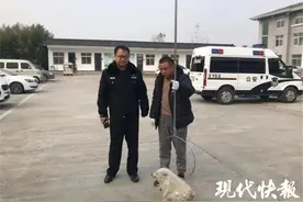 村民捡到一只白狐，野生的图片