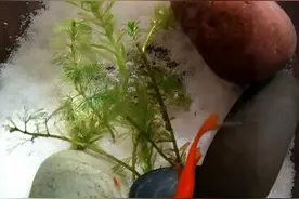 鱼儿离不开的，不仅仅是水图片