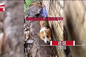 柯基走丢一个月被拴山上守鸡，主人急得都快哭了，网友：又心疼又想笑图片