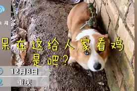 柯基走丢一个月被拴山上守鸡，主人到后一脸委屈，画面让人心疼又想笑图片