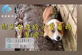 柯基走丢一个月被拴山上守鸡，主人到后一脸委屈，画面让人心疼又想笑图片