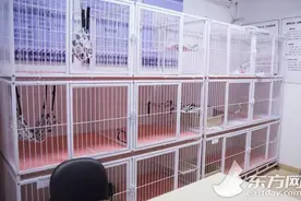 流浪猫的“萌与忧”：夜半“喵”声太烦人？这个小区的居民有“妙”招图片