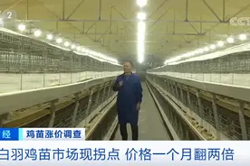 涨涨涨！鸡苗价格一天一个价，疯狂到一个月翻两倍！鸡肉会变贵吗？图片