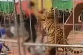 警方回应山西运城马戏团老虎失控咬人，网友：拒绝动物表演图片