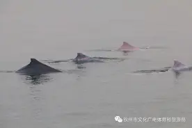 报告！三娘湾偶遇一群海豚小精灵嬉水，太震撼了图片