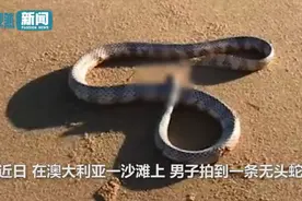 澳大利亚男子沙滩发现一无头蛇，身体仍能扭动，还想攻击拍摄者图片