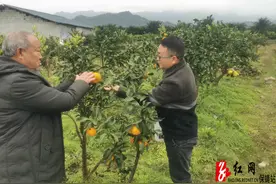 保靖：柑橘品种改良先行者图片
