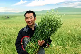 中国天然燕麦第一人李刚岭，耗时七年打造一杯高端营养早餐图片