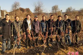 中国酒业协会到辽宁黄金冰谷冰酒酒庄调研图片