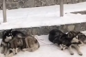 哈尔滨亚布力滑雪场否认虐待雪橇犬：视频不真实，得讲证据图片